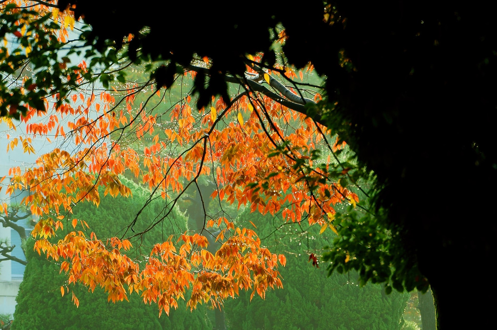 雨粒をまとう紅葉