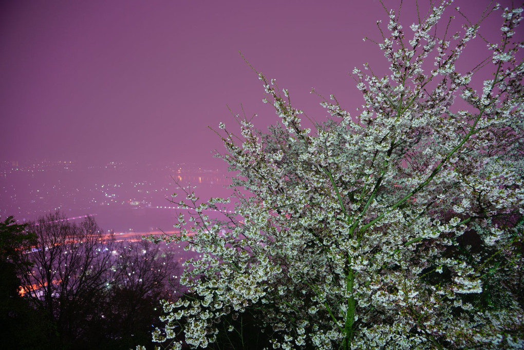 夜桜と霧の街
