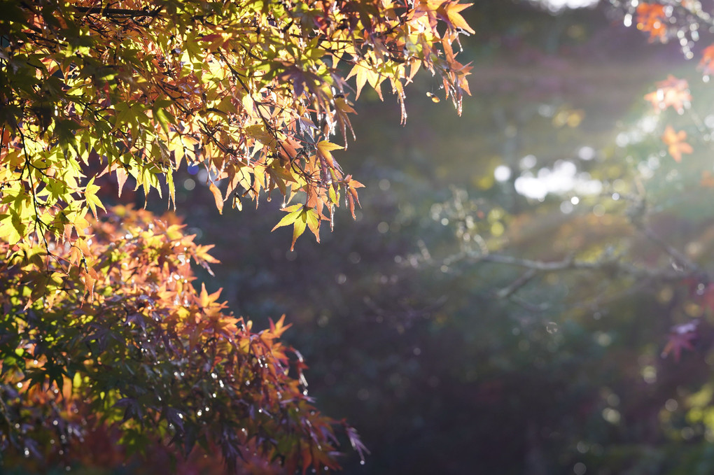 降り注ぐ朝露