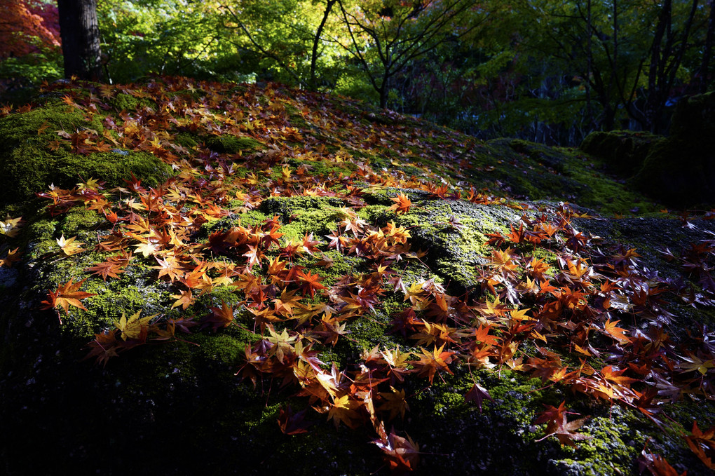 苔岩と秋の落葉