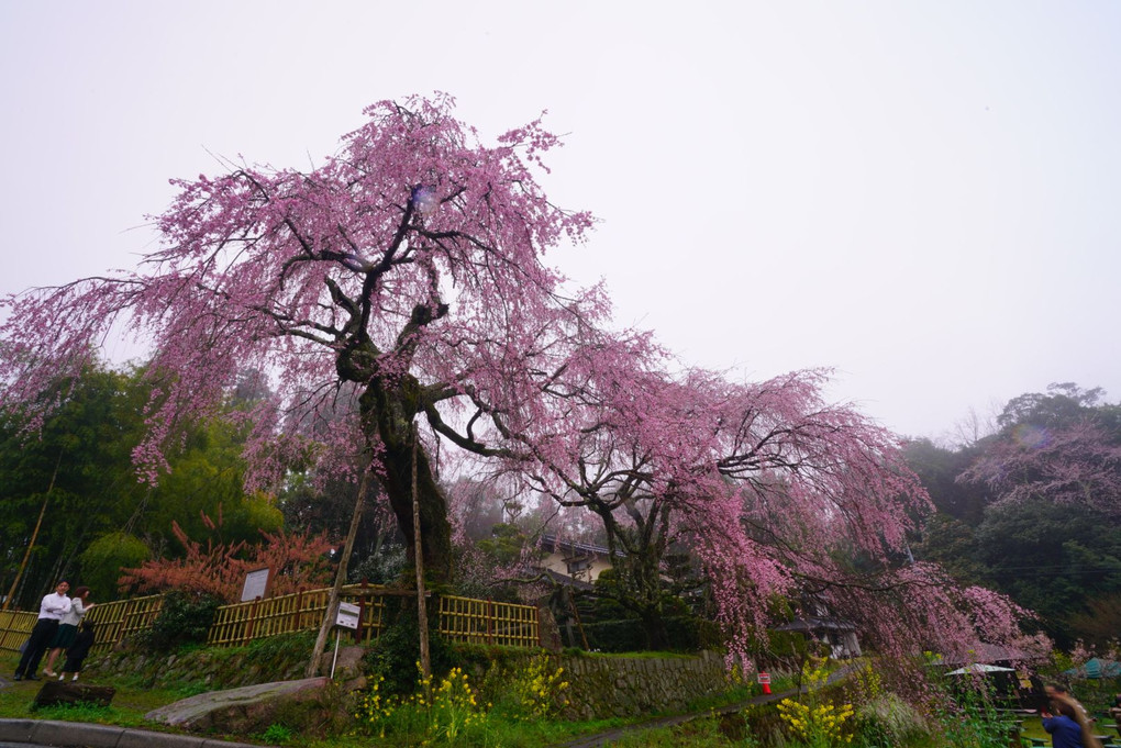 枝垂れ桜（霧雨の中）