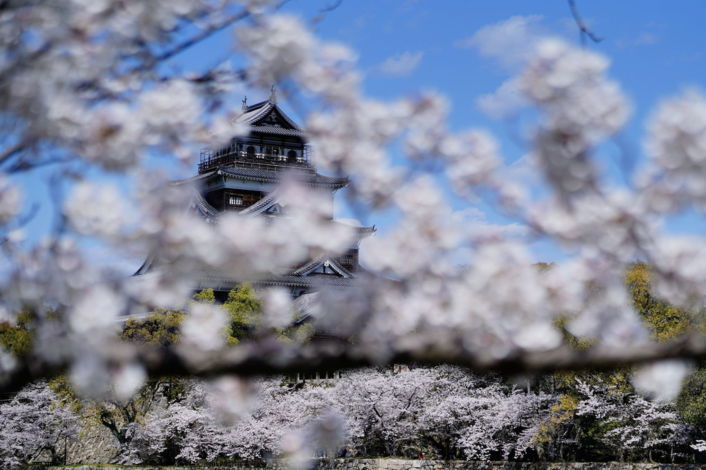 鯉城   桜の季節に
