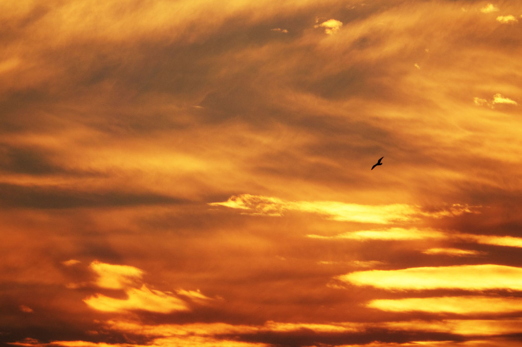 冬の夕空散歩