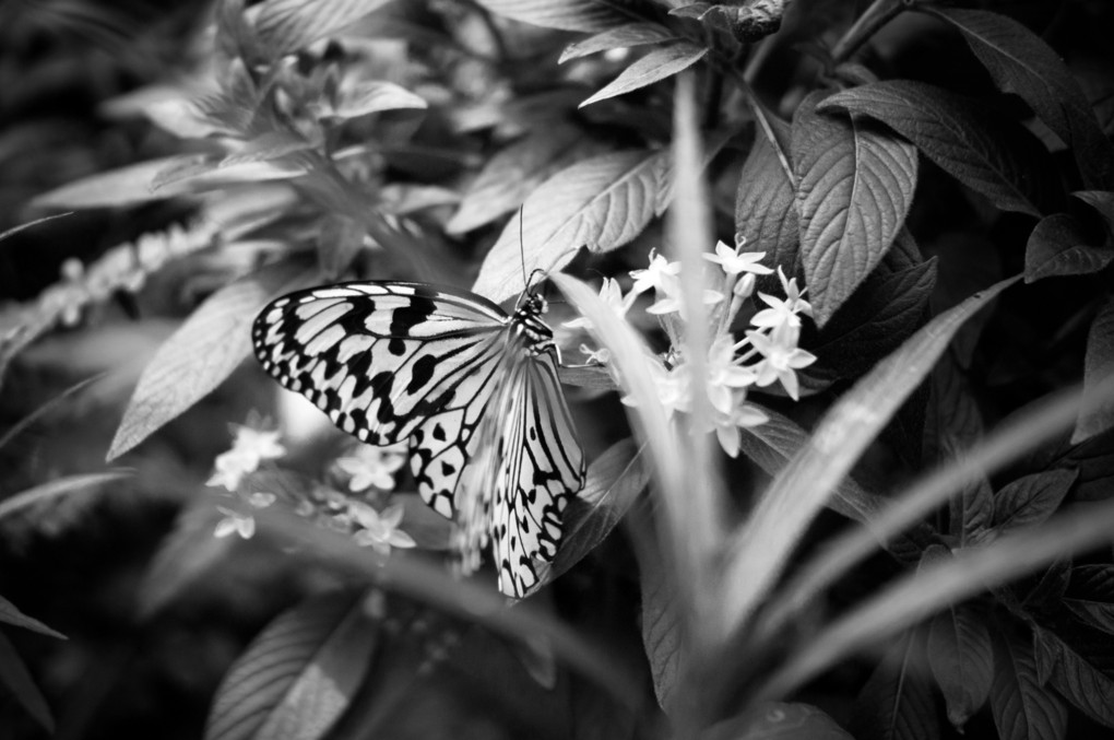 Black & White Photo Challenge