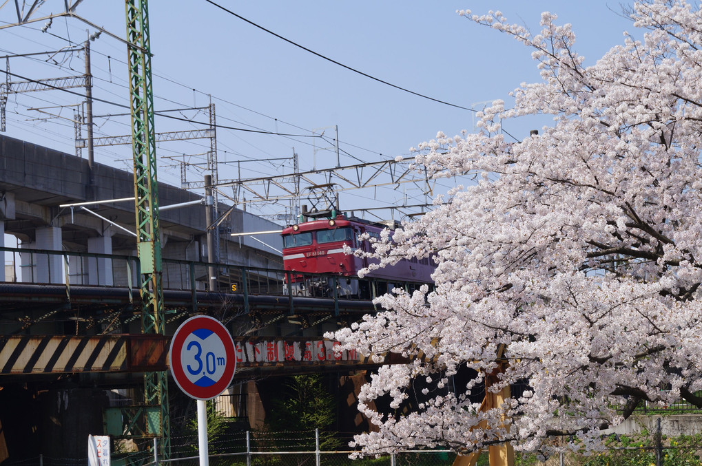 sakuraと電車のコラボ