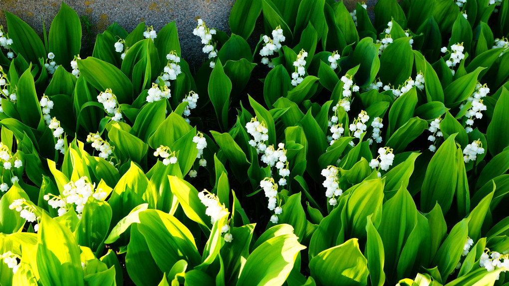 北の春・・・庭の花たちⅡ
