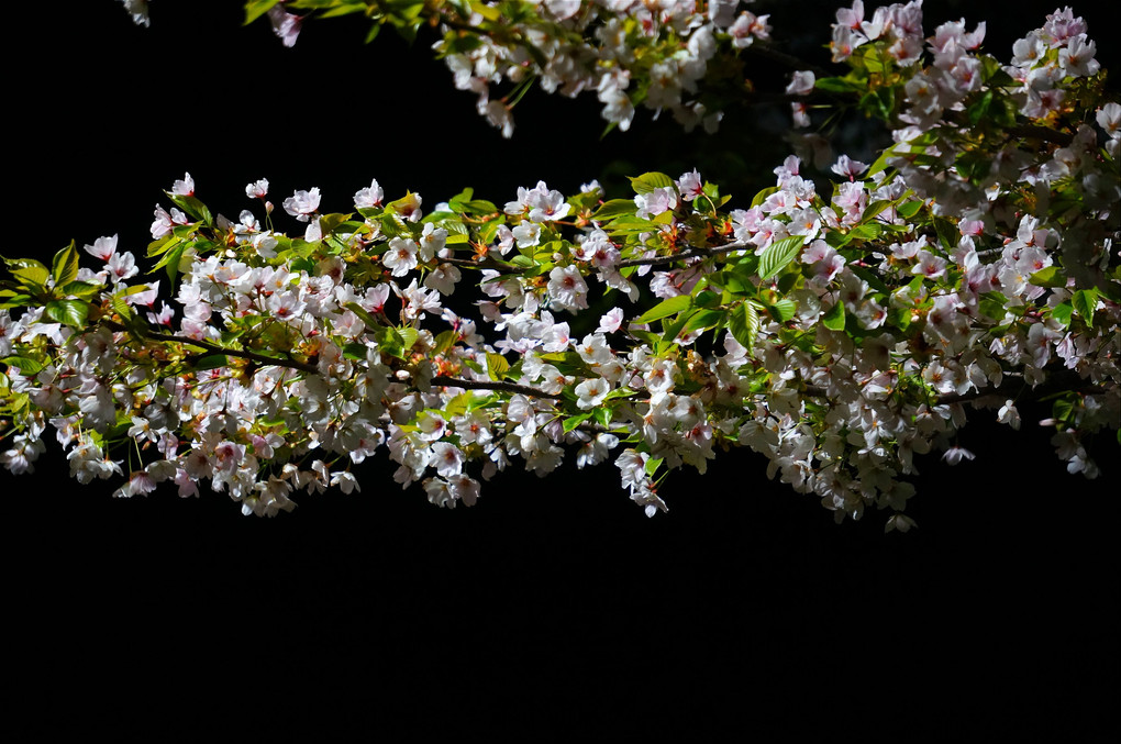 夜空に浮かぶ散り際の桜