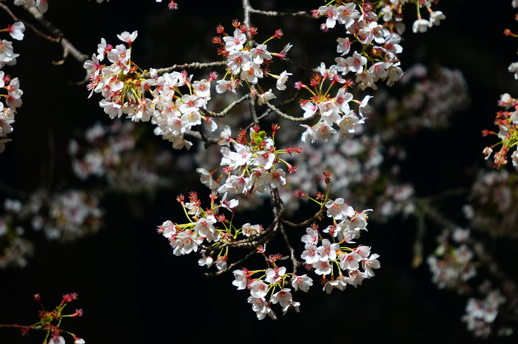 夜空に浮かぶ散り際の桜