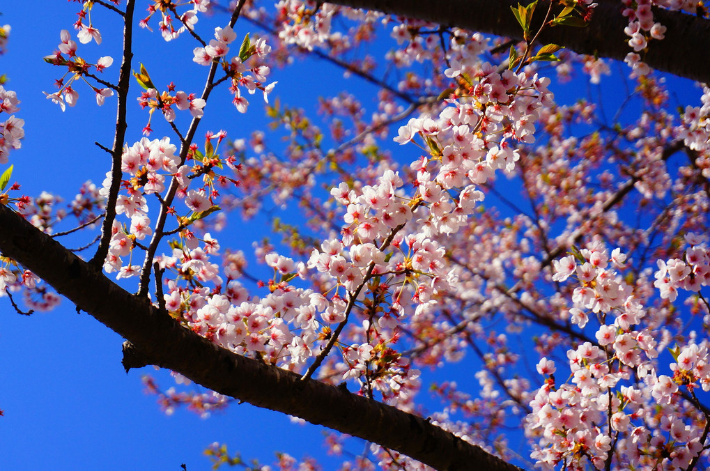 散り際の桜