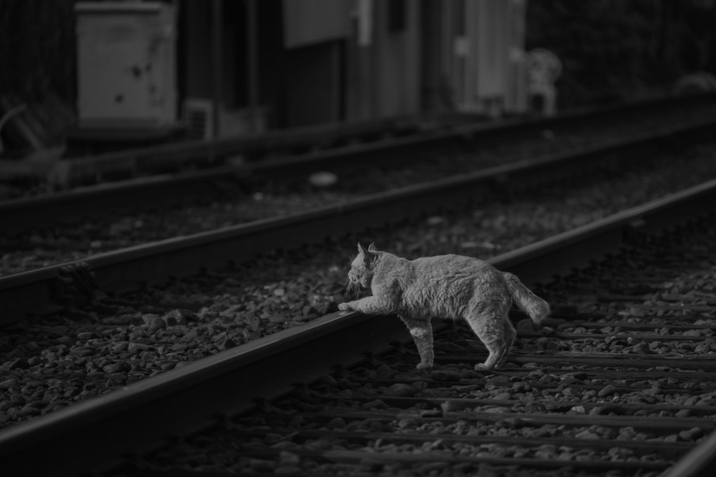 阪堺沿線下町スナップ　猫