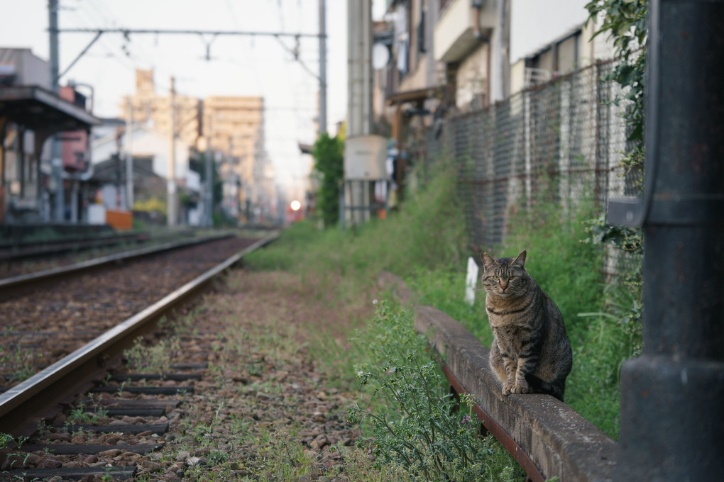 阪堺沿線下町スナップ　猫4