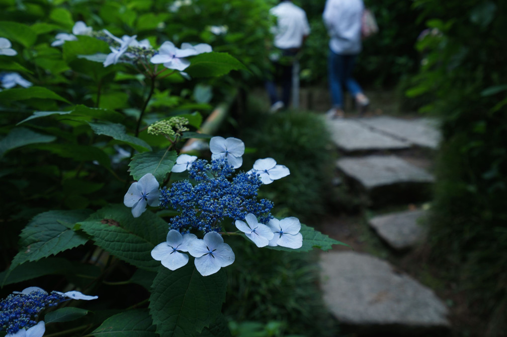 矢田寺2