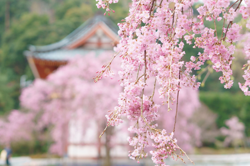 桜　勝尾寺にて