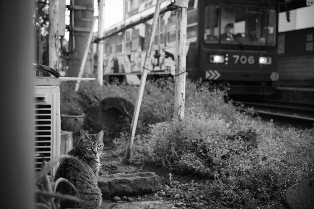 阪堺沿線下町スナップ　猫2