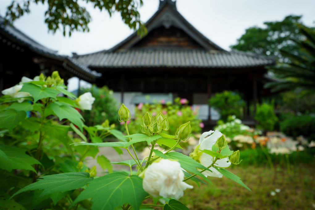 橘寺