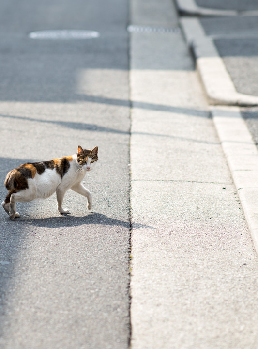 猫様