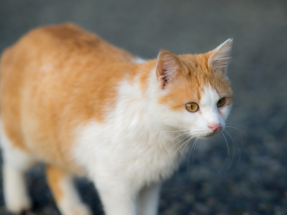 最近の野良猫は