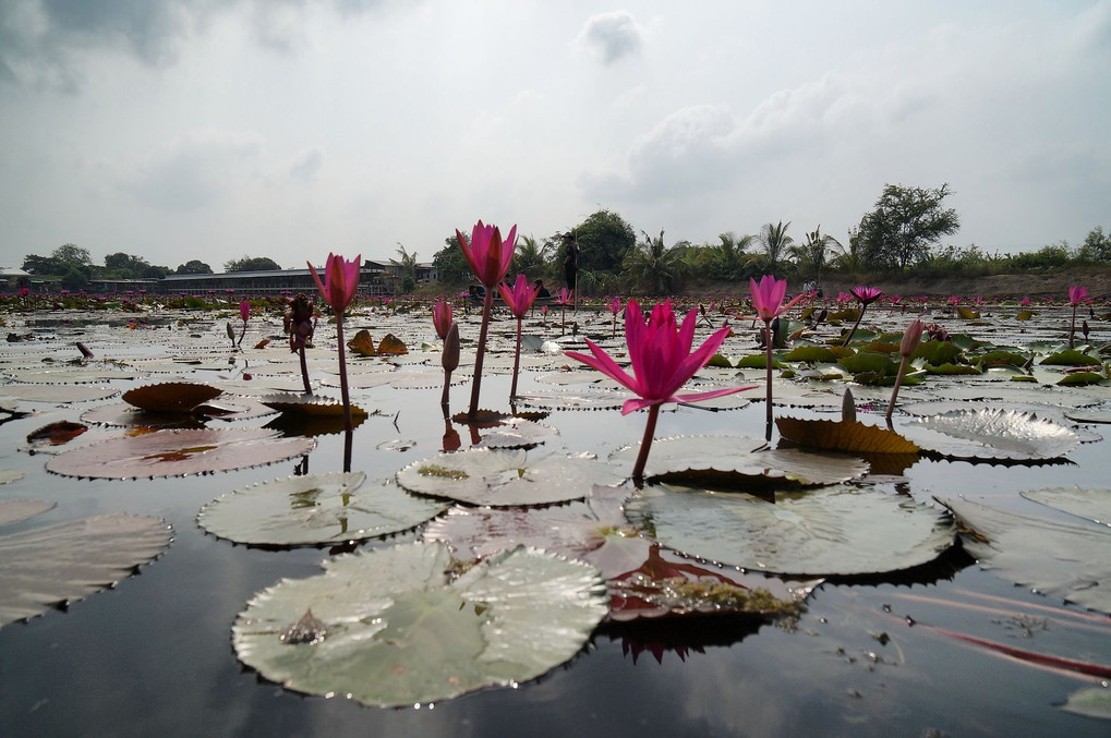 Red Lotus Pond