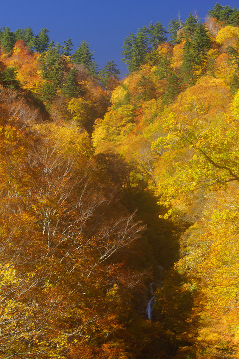タケナグラ沢　秋景。