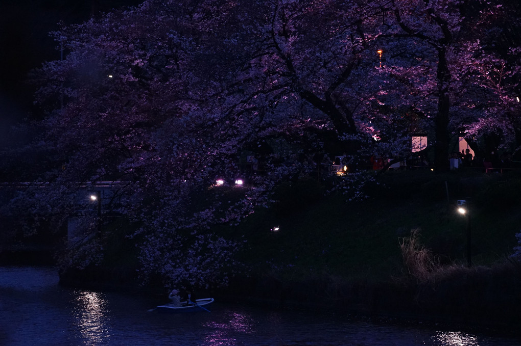 夜桜　ライトアップ