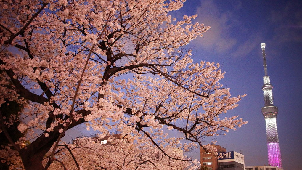 桜とツリーのコラボ☆