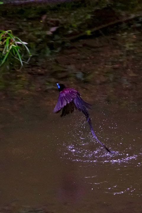 サンコウチョウ水浴び