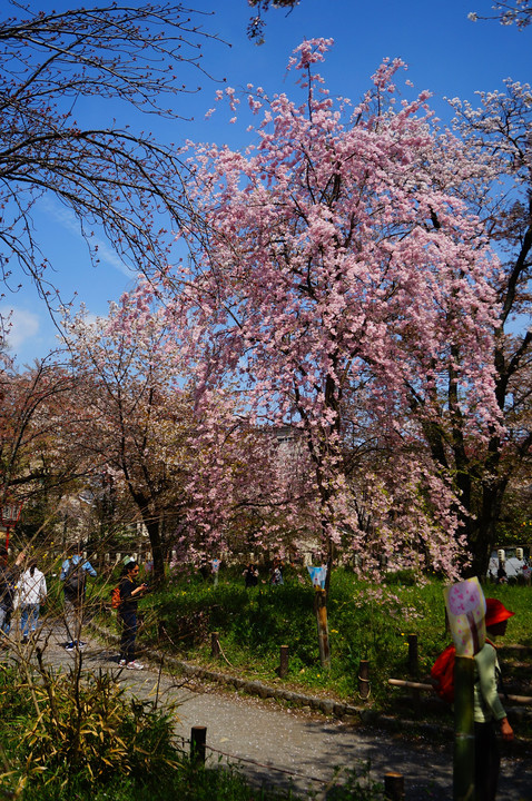 桜　京都