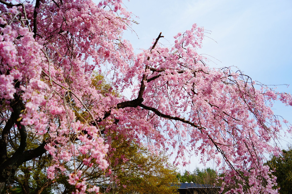 桜　京都