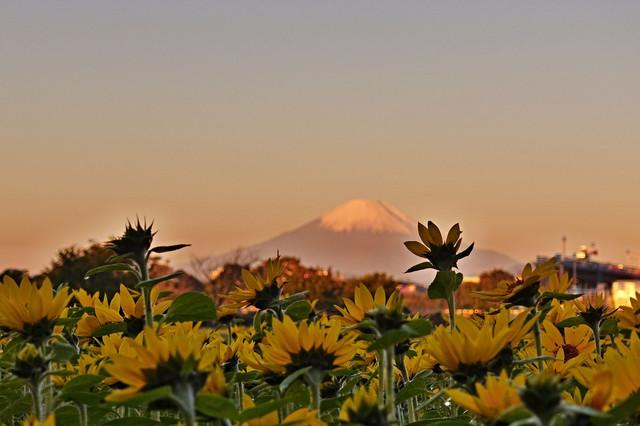 朝の富士と冬のひまわり