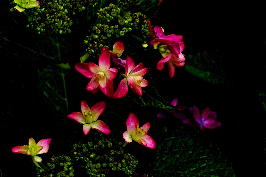 輝く紫陽花