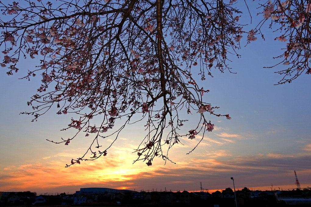 朝の四季桜