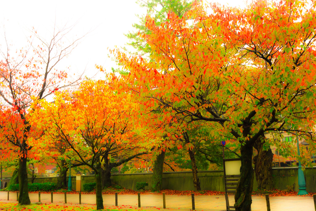  秋の彩り 🍃（４枚）