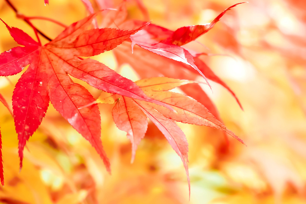  秋の彩り 🍃（４枚）