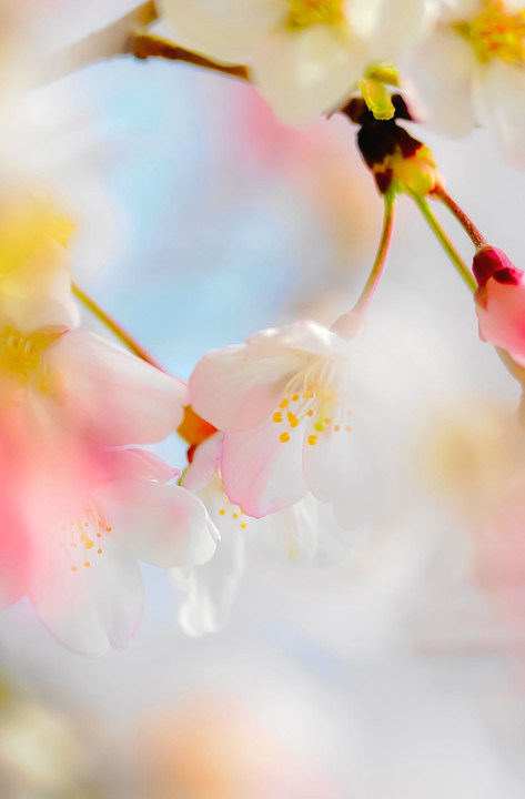 🌸 桜が咲いた❕（６枚）