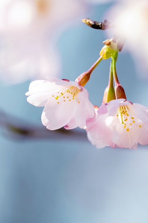 🌸 桜が咲いた❕（６枚）