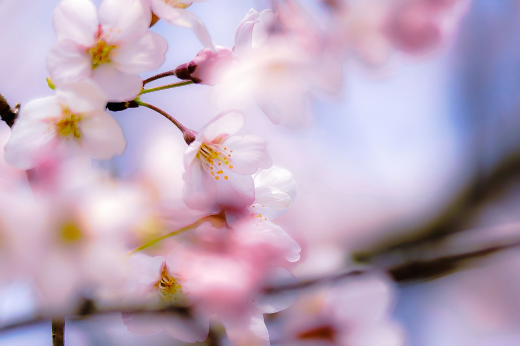 🌸 桜が咲いた❕（６枚）
