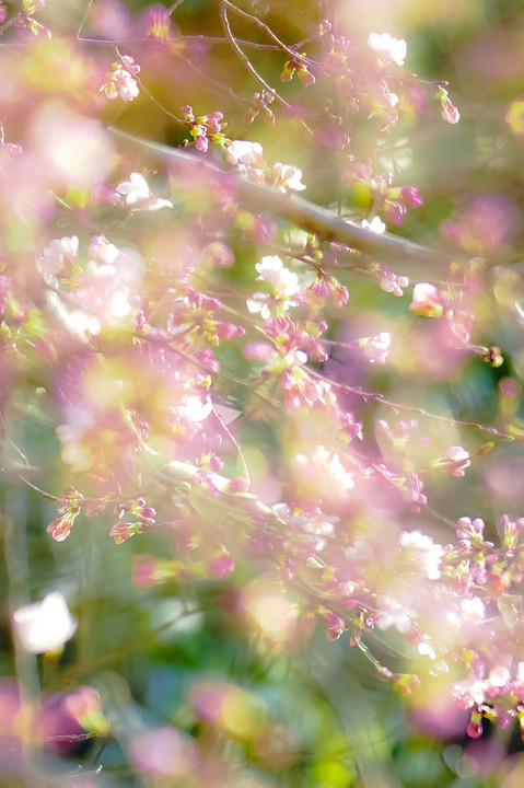 🌸 桜が咲いた❕（６枚）