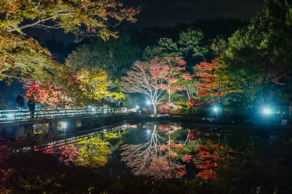 秋の夜散歩🍁（7枚）