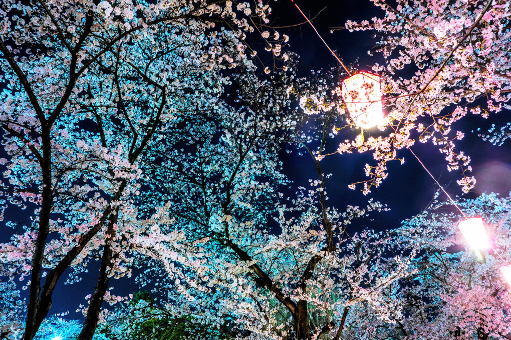 🌸 夜桜  (3枚）🌸
