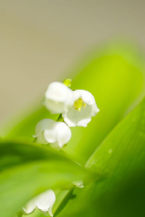 真白き小さな花（7種10枚）
