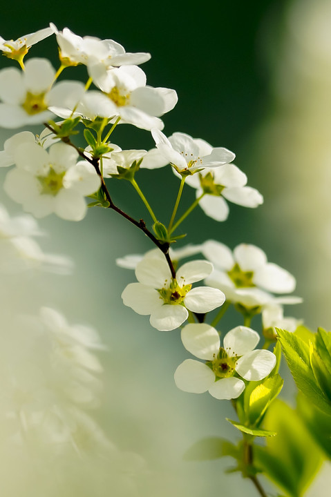 真白き小さな花（7種10枚）