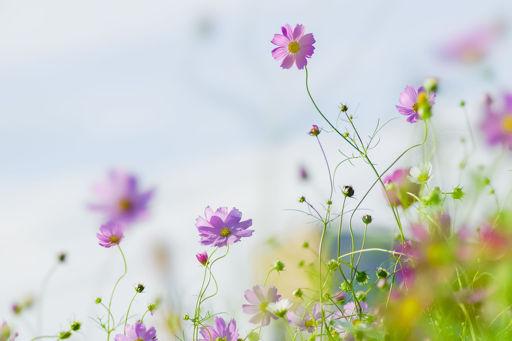 秋桜（7枚）