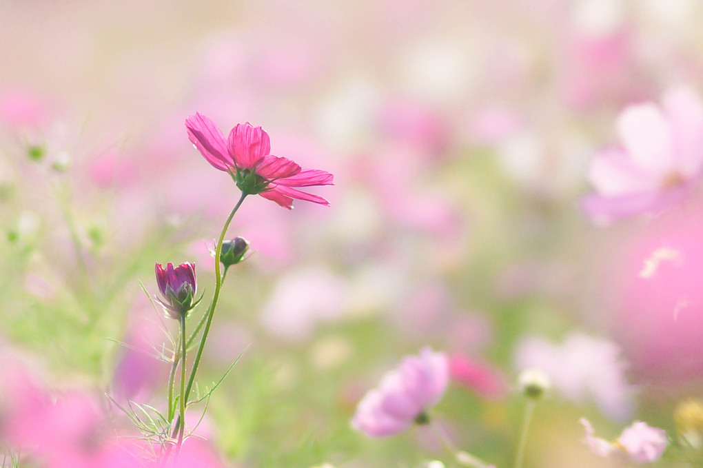 「あの日 あの時」のコスモス（8枚）