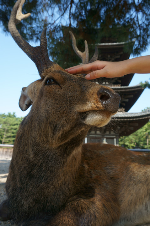 五重塔と鹿