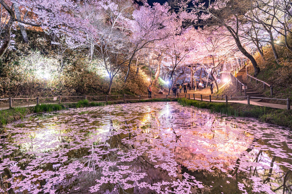 輝く夜と桜と水面
