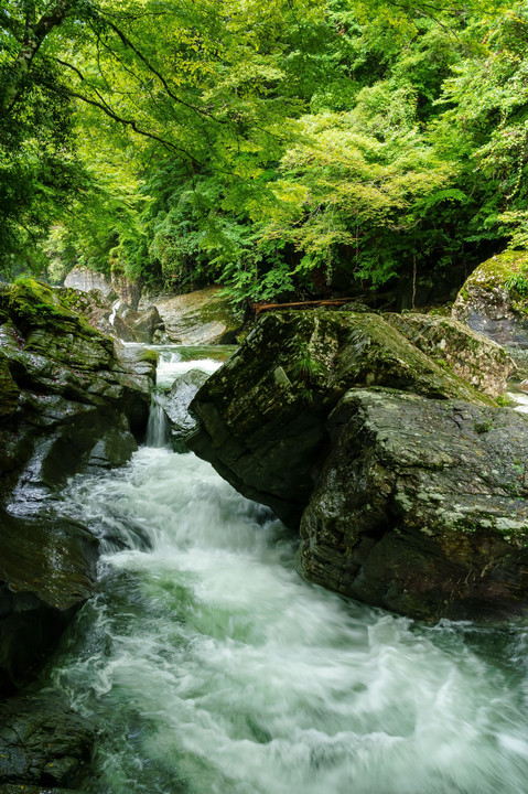 夏の川