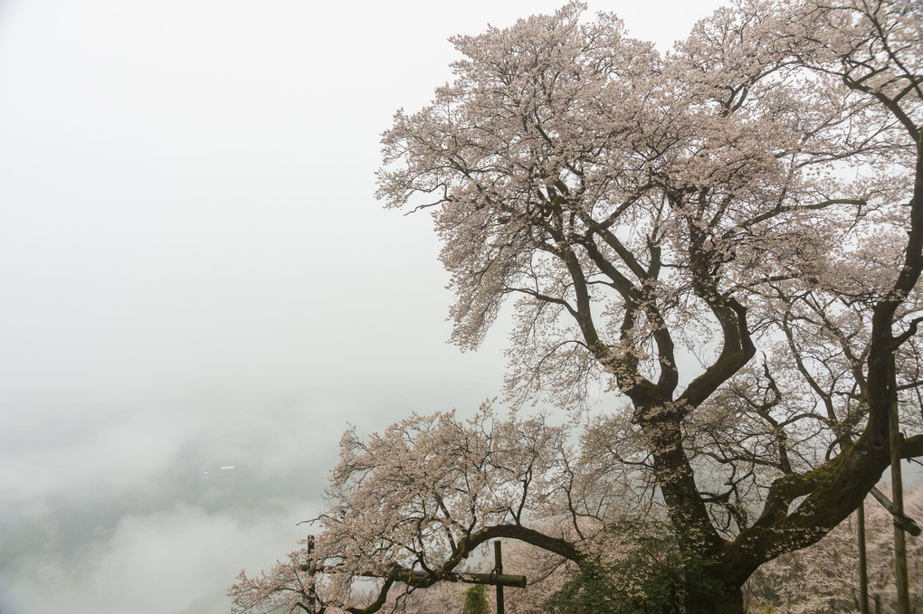 2021年のひょうたん桜