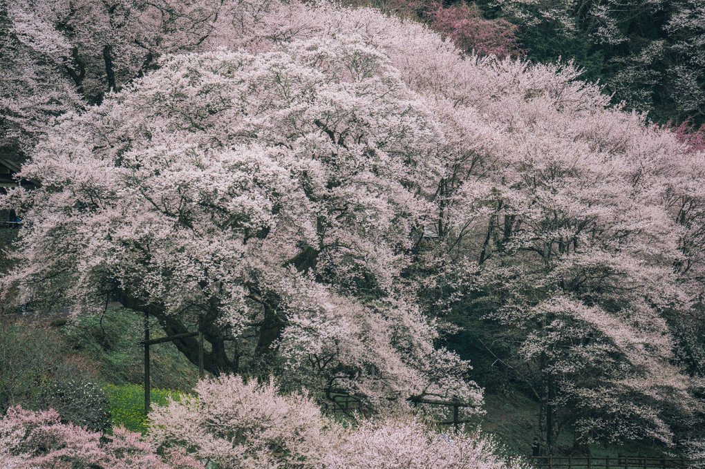 仁淀川町に立つひょうたん桜