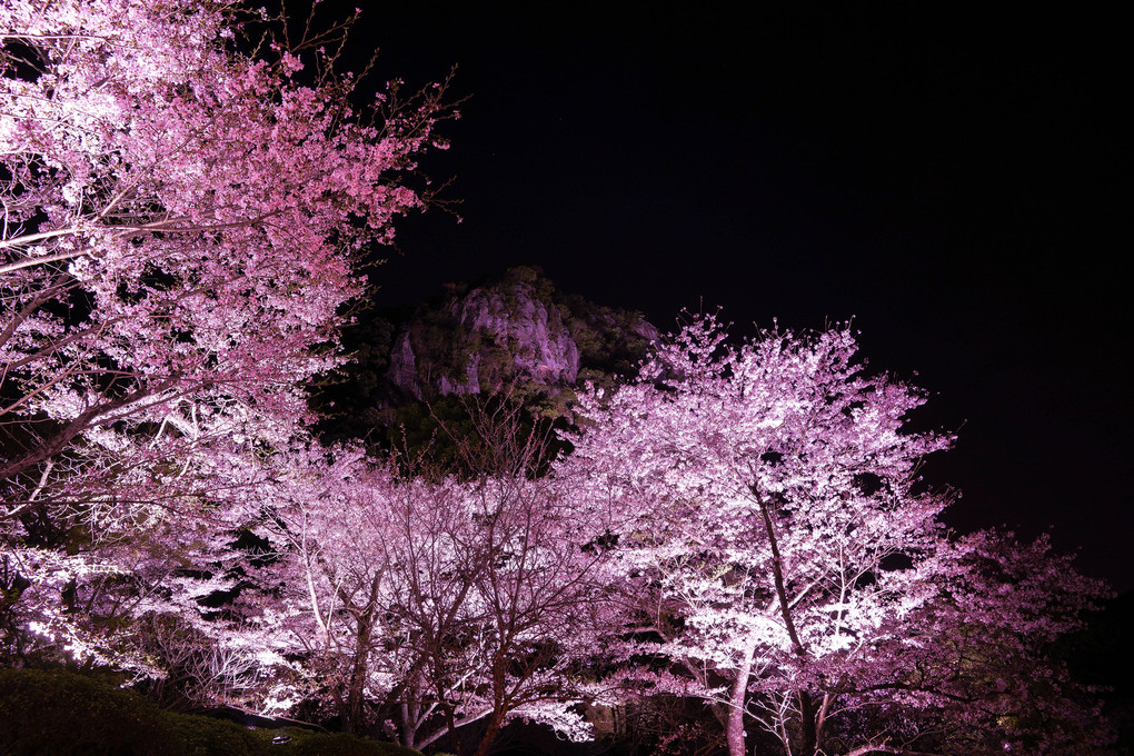 夜桜ライトUP