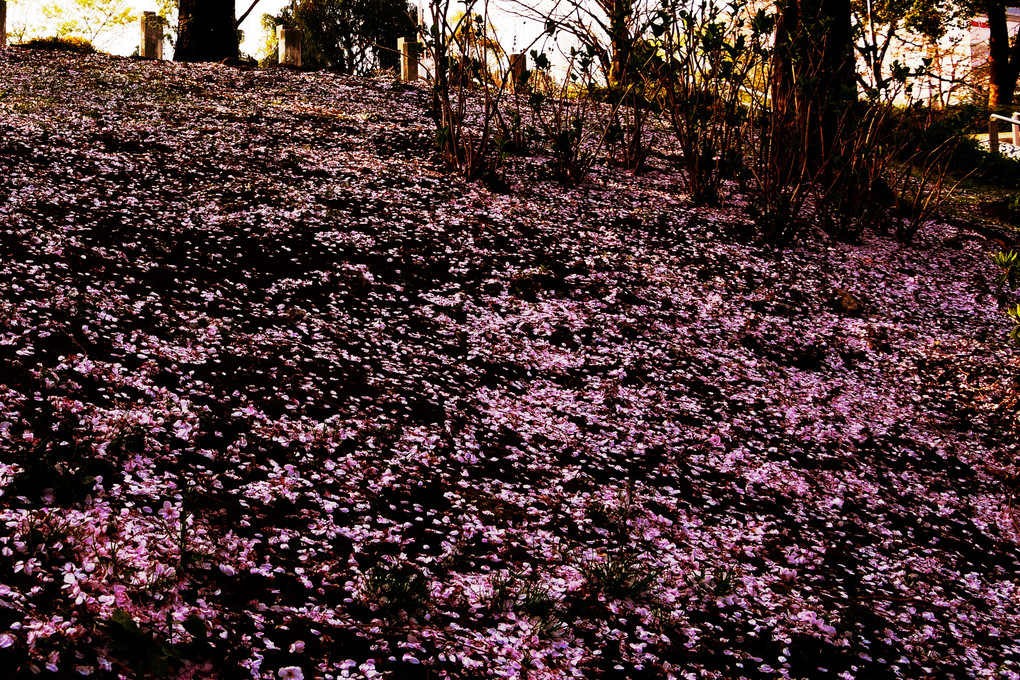 桜吹雪の跡